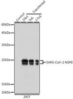 SARS-CoV-2 NSP8 Antibody in Western Blot (WB)