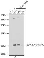 SARS-CoV-2 ORF7a Antibody in Western Blot (WB)