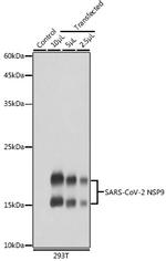 SARS-CoV-2 NSP9 Antibody in Western Blot (WB)