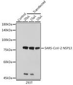 SARS-CoV-2 NSP13 Antibody in Western Blot (WB)