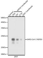 SARS-CoV-2 NSP10 Antibody in Western Blot (WB)