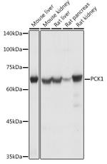 PCK1 Antibody in Western Blot (WB)