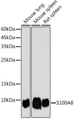 S100A8 Antibody in Western Blot (WB)