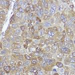 PYCARD Antibody in Immunohistochemistry (Paraffin) (IHC (P))