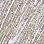 PYCARD Antibody in Immunohistochemistry (Paraffin) (IHC (P))