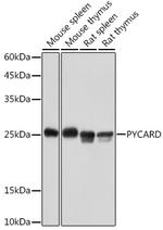 PYCARD Antibody in Western Blot (WB)