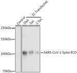 SARS-CoV-2 Spike Protein S1/S2 Antibody in Western Blot (WB)