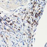 CD3 zeta (CD247) Antibody in Immunohistochemistry (Paraffin) (IHC (P))