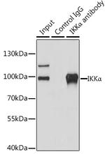 IKK alpha Antibody in Immunoprecipitation (IP)