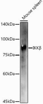 IKK beta Antibody in Western Blot (WB)