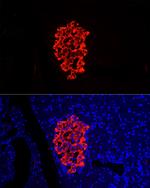 Insulin Antibody in Immunocytochemistry (ICC/IF)