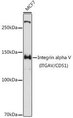 Integrin alpha V (CD51) Antibody in Western Blot (WB)