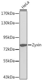 Zyxin Antibody in Western Blot (WB)