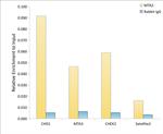 MTA2 Antibody in ChIP Assay (ChIP)