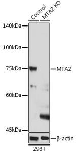 MTA2 Antibody in Western Blot (WB)