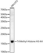 H3K4me3 Antibody in Western Blot (WB)