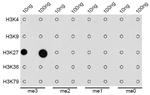 H3K27me3 Antibody in Dot Blot (DB)