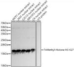 H3K27me3 Antibody in Western Blot (WB)