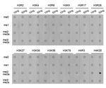 H4K20me2 Antibody in Dot Blot (DB)