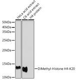 H4K20me2 Antibody in Western Blot (WB)