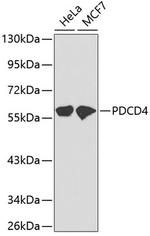 PDCD4 Antibody in Western Blot (WB)