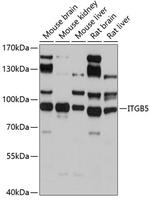 ITGB5 Antibody in Western Blot (WB)