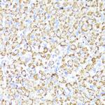 CYP3A4 Antibody in Immunohistochemistry (Paraffin) (IHC (P))