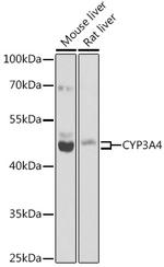 CYP3A4 Antibody in Western Blot (WB)