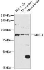 MRE11 Antibody in Western Blot (WB)