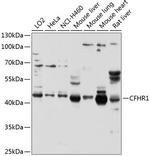 CFHR1 Antibody in Western Blot (WB)