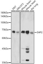 SHP2 Antibody in Western Blot (WB)