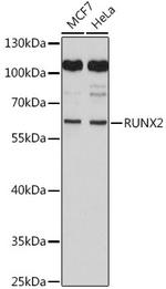 RUNX2 Antibody in Western Blot (WB)