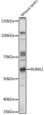 RUNX2 Antibody in Western Blot (WB)