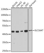 MCT2 Antibody in Western Blot (WB)