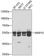 MMP10 Antibody in Western Blot (WB)