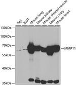 MMP11 Antibody in Western Blot (WB)