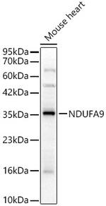 NDUFA9 Antibody in Western Blot (WB)