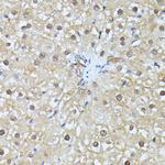 Ubiquitin C Antibody in Immunohistochemistry (Paraffin) (IHC (P))