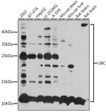 Ubiquitin C Antibody in Western Blot (WB)