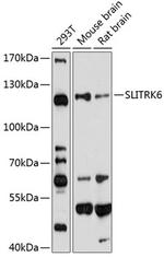 SLITRK6 Antibody in Western Blot (WB)