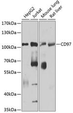 CD97 Antibody in Western Blot (WB)