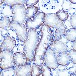 EXTL3 Antibody in Immunohistochemistry (Paraffin) (IHC (P))