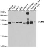 PMM2 Antibody in Western Blot (WB)