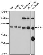 UCP2 Antibody in Western Blot (WB)