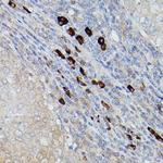 UBE2L6 Antibody in Immunohistochemistry (Paraffin) (IHC (P))