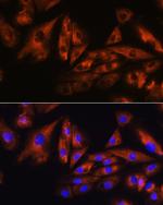 ATXN10 Antibody in Immunocytochemistry (ICC/IF)