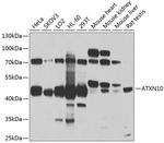 ATXN10 Antibody in Western Blot (WB)