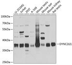 DYNC2LI1 Antibody in Western Blot (WB)