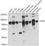 MKS1 Antibody in Western Blot (WB)