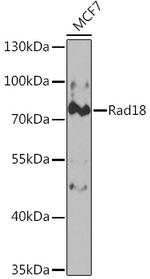 RAD18 Antibody in Western Blot (WB)